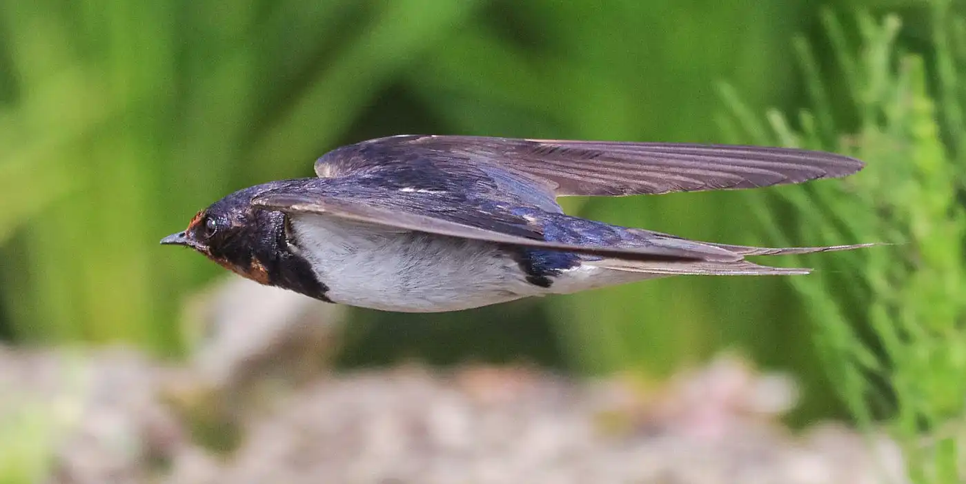 野鳥画像