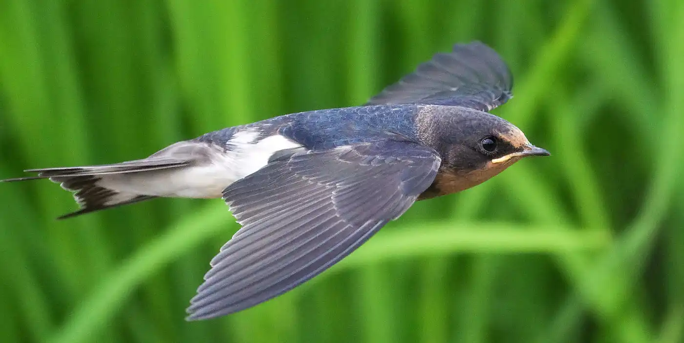 野鳥画像