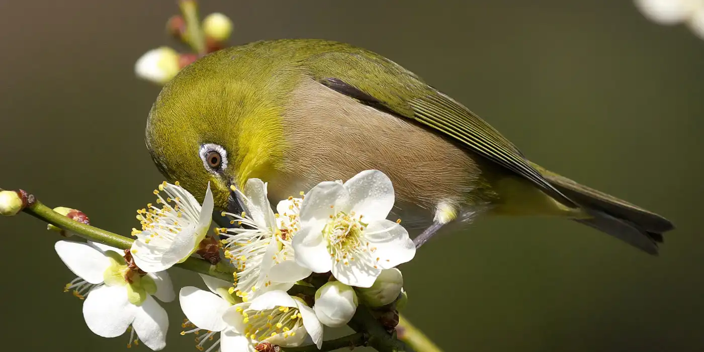 野鳥画像