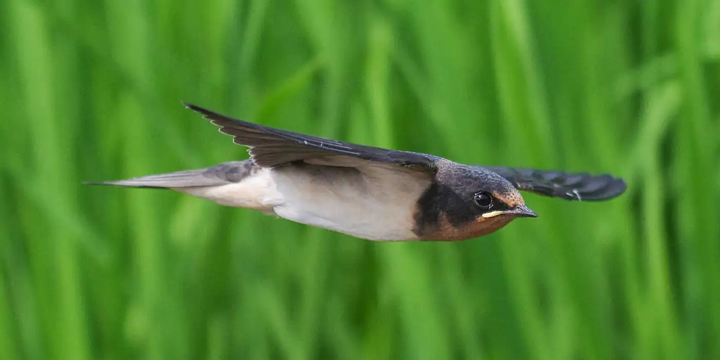 野鳥画像