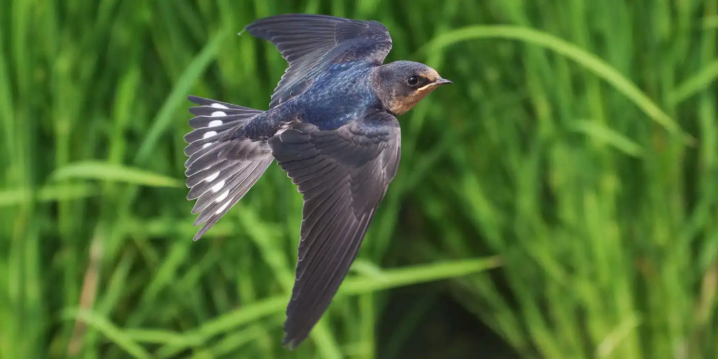 野鳥画像