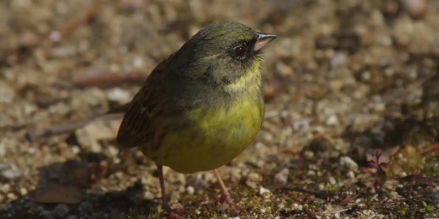 野鳥画像