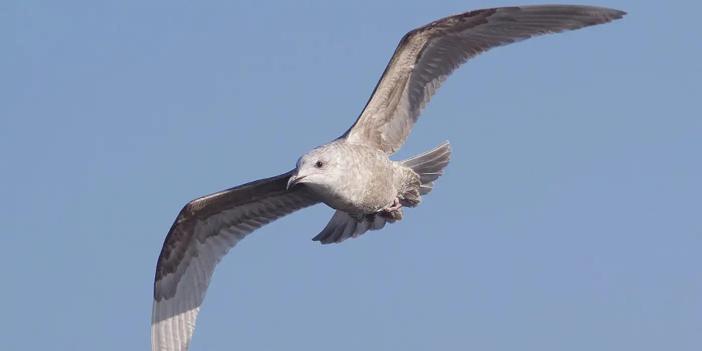 野鳥画像