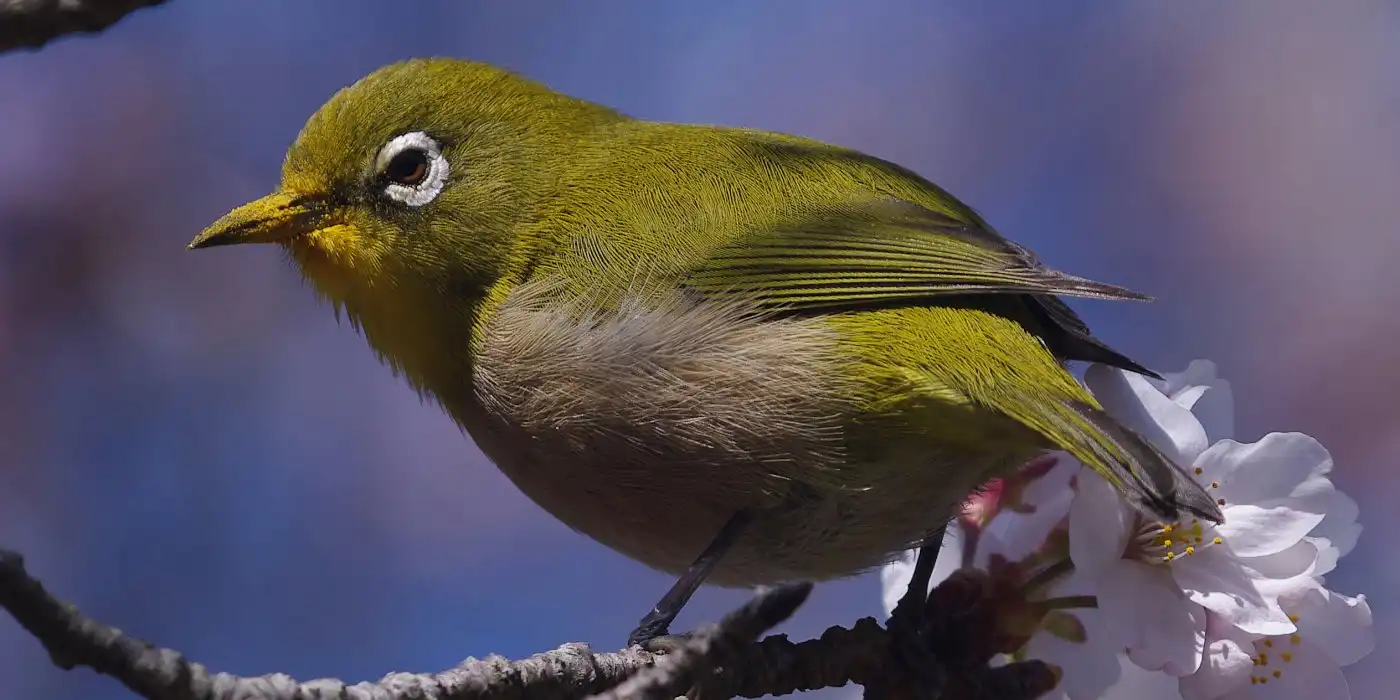 野鳥画像