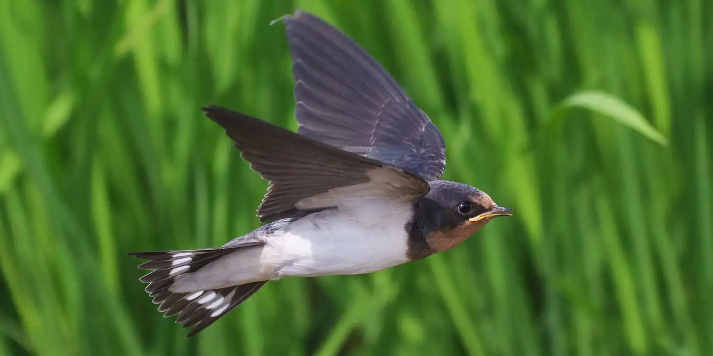 野鳥画像