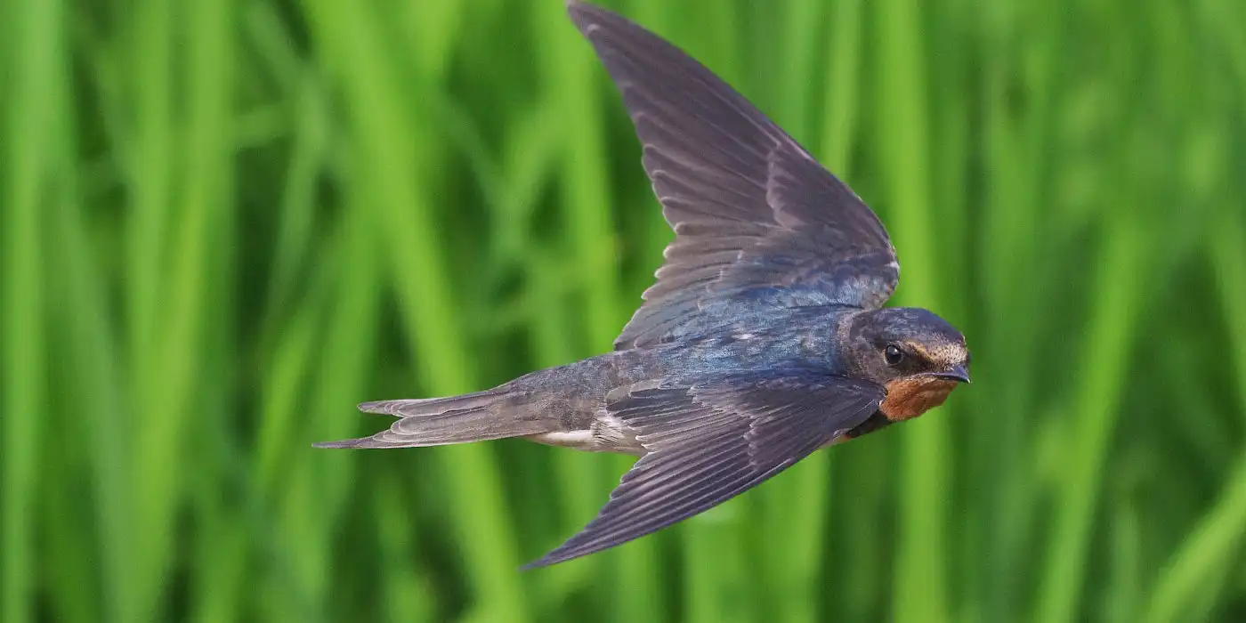 野鳥画像