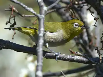 BORG45EDで撮影した野鳥・メジロの写真画像