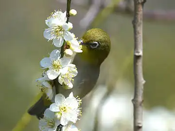 BORG45EDで撮影した野鳥・メジロの写真画像