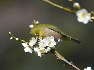 BORG45EDで撮影した野鳥・メジロの写真画像