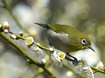 BORG45EDで撮影した野鳥・メジロの写真画像