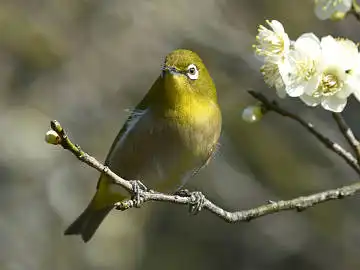 BORG45EDで撮影した野鳥・メジロの写真画像