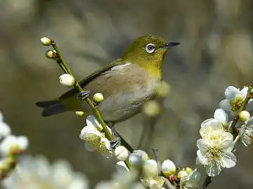 BORG45EDで撮影した野鳥・メジロの写真画像