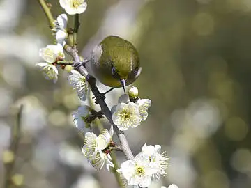 BORG45EDで撮影した野鳥・メジロの写真画像