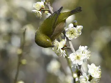BORG45EDで撮影した野鳥・メジロの写真画像