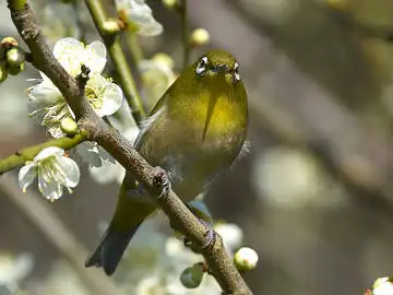 BORG45EDで撮影した野鳥・メジロの写真画像