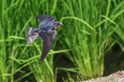 BORG45EDで撮影した野鳥・ツバメ飛翔写真画像