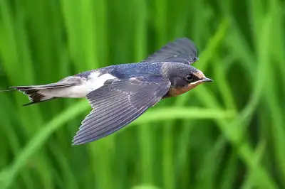 BORG45EDで撮影した野鳥・ツバメ飛翔写真画像