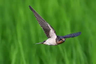 BORG45EDで撮影した野鳥・ツバメ飛翔写真画像