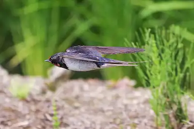 BORG45EDで撮影した野鳥・ツバメ飛翔写真画像