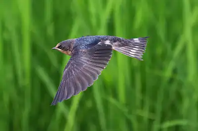 BORG45EDで撮影した野鳥・ツバメ飛翔写真画像