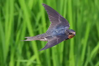 BORG45EDで撮影した野鳥・ツバメ飛翔写真画像