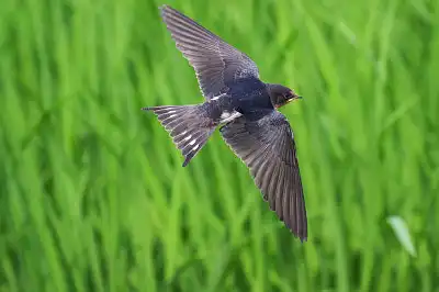 BORG45EDで撮影した野鳥・ツバメ飛翔写真画像
