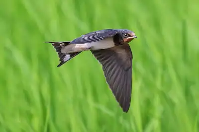 BORG45EDで撮影した野鳥・ツバメ飛翔写真画像