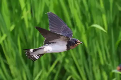 BORG45EDで撮影した野鳥・ツバメ飛翔写真画像