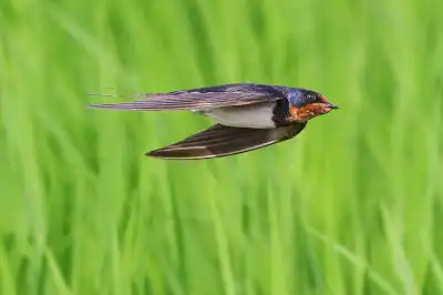 BORG45EDで撮影した野鳥・ツバメ飛翔写真画像