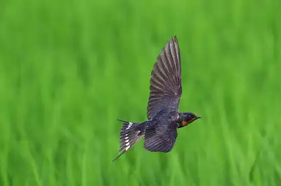 BORG45EDで撮影した野鳥・ツバメ飛翔写真画像