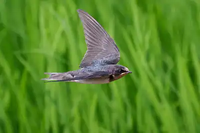 BORG45EDで撮影した野鳥・ツバメ飛翔写真画像