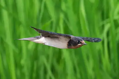 BORG45EDで撮影した野鳥・ツバメ飛翔写真画像