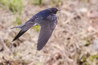 BORG45EDで撮影した野鳥・ツバメ飛翔写真画像