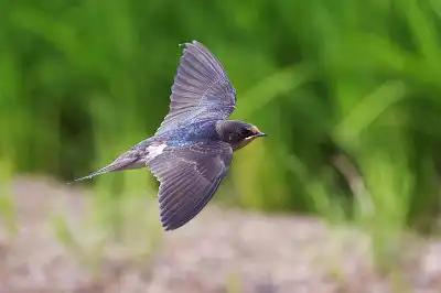 BORG45EDで撮影した野鳥・ツバメ飛翔写真画像