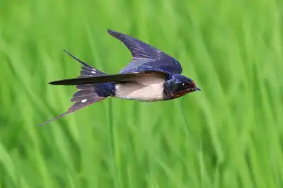 BORG45EDで撮影した野鳥・ツバメ飛翔写真画像