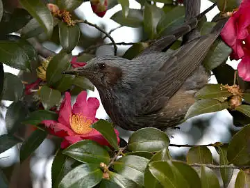 BORG45EDで撮影した野鳥・メジロの写真画像
