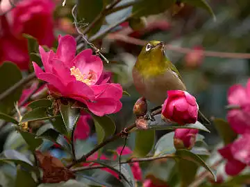 BORG45EDで撮影した野鳥・メジロの写真画像