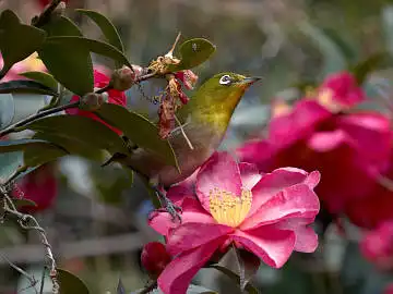 BORG45EDで撮影した野鳥・メジロの写真画像