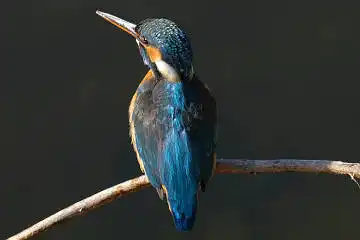 BORG45EDで撮影した野鳥・カワセミの写真画像