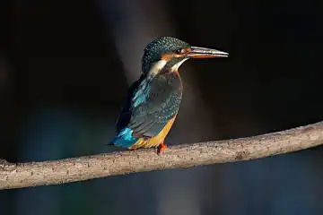 BORG45EDで撮影した野鳥・カワセミの写真画像