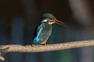 BORG45EDで撮影した野鳥・カワセミの写真画像