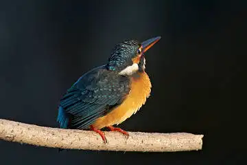 BORG45EDで撮影した野鳥・カワセミの写真画像