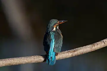 BORG45EDで撮影した野鳥・カワセミの写真画像