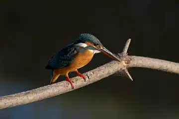 BORG45EDで撮影した野鳥・カワセミの写真画像