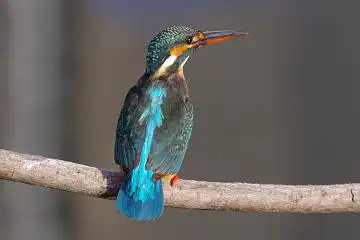 BORG45EDで撮影した野鳥・カワセミの写真画像