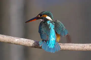 BORG45EDで撮影した野鳥・カワセミの写真画像