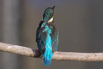 BORG45EDで撮影した野鳥・カワセミの写真画像