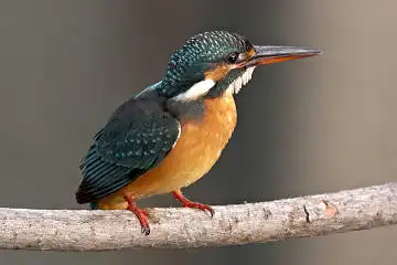 BORG45EDで撮影した野鳥・カワセミの写真画像