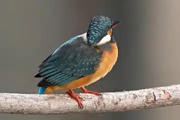 BORG45EDで撮影した野鳥・カワセミの写真画像