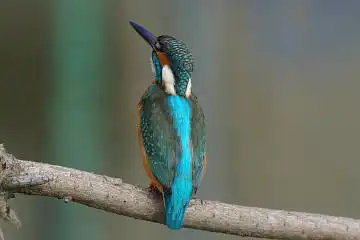 BORG45EDで撮影した野鳥・カワセミの写真画像